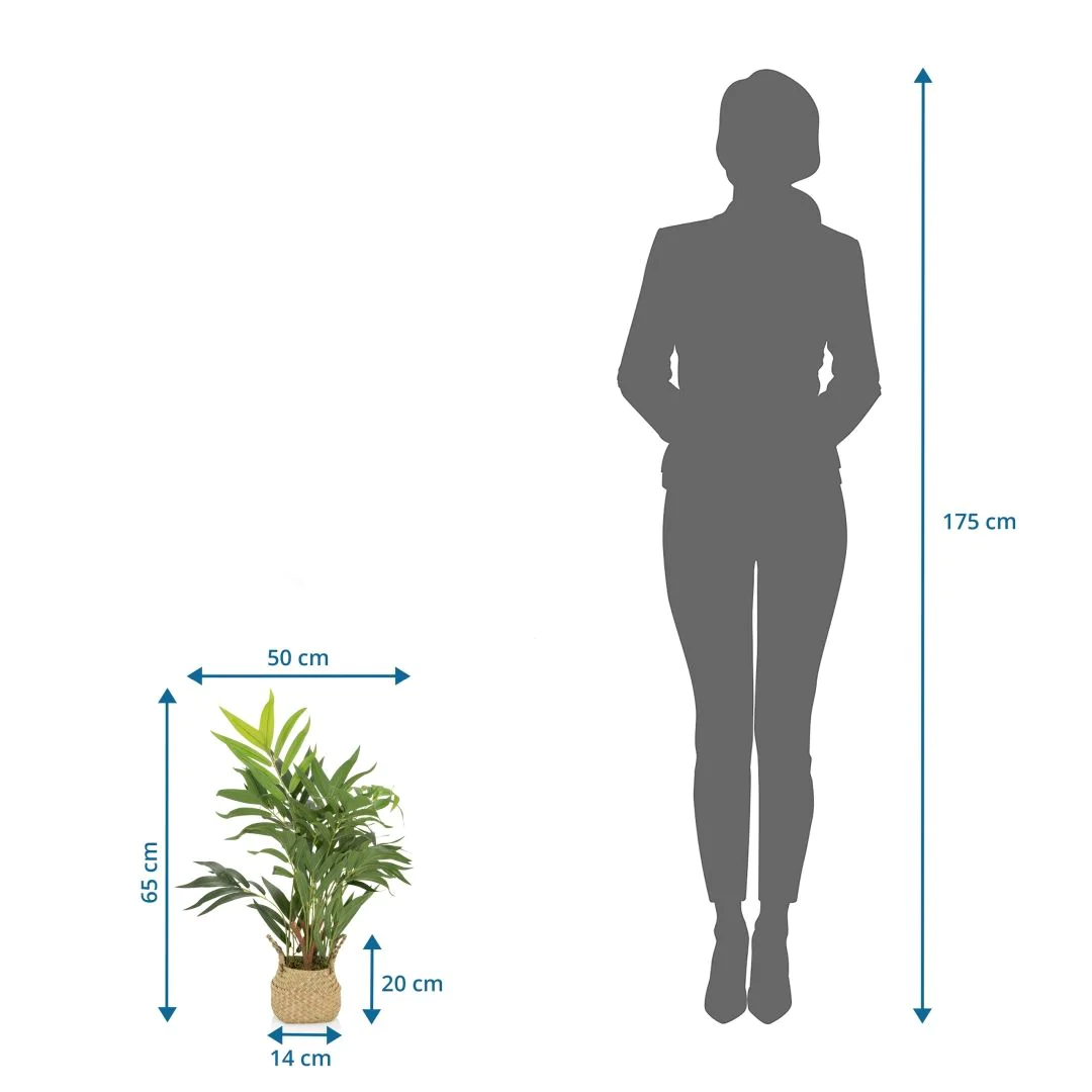 Kunstpflanze CHAMAEDOREA von HJH - Produktbild 6 von 6