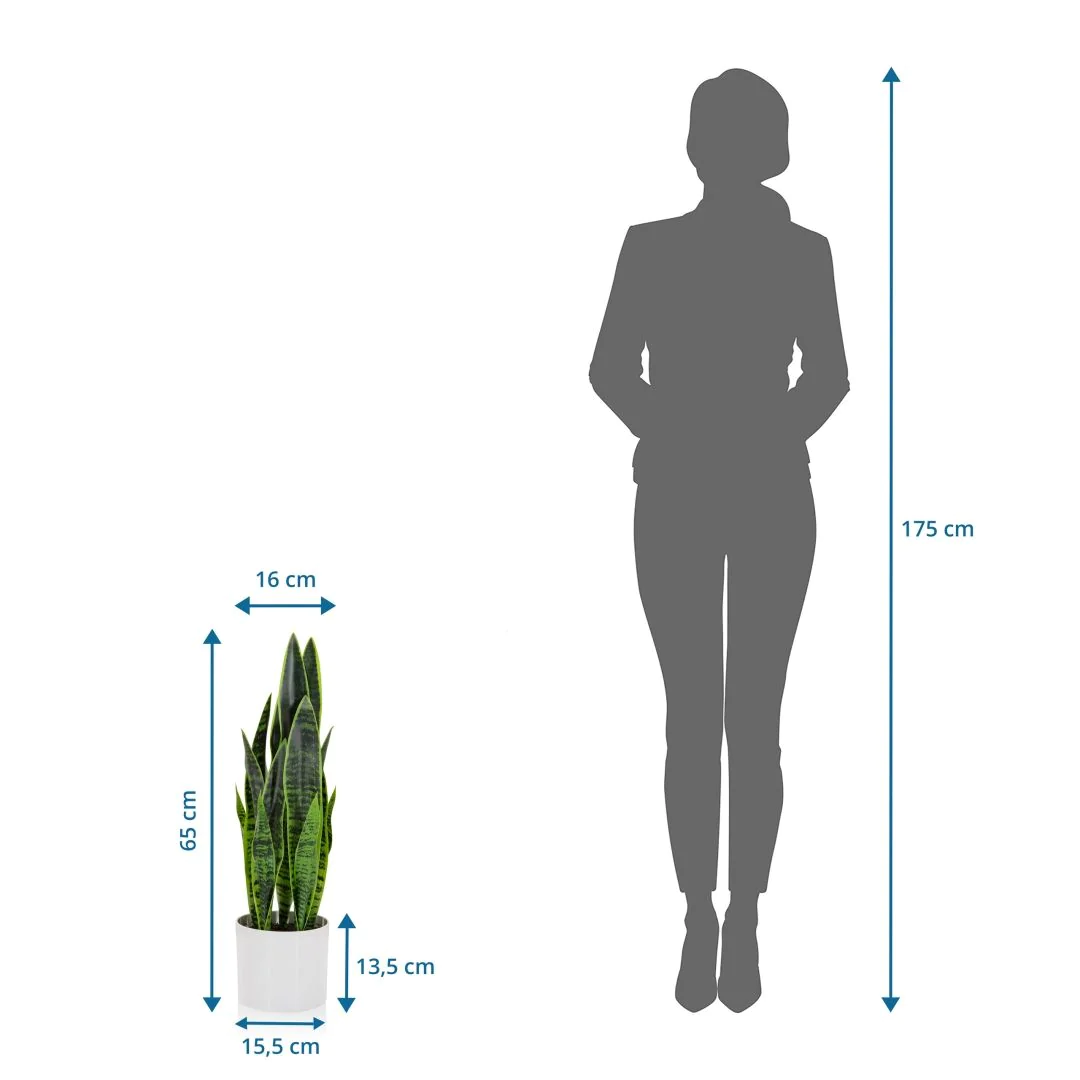 Kunstpflanze SANSEVIERIA von HJH - Produktbild 7 von 7