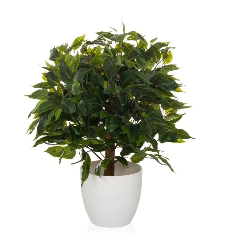 zimmerpflanze frucht Ficus carica 'Little Miss Figgy'  opadav a mrazuvzdorn  zelen plody   kvtin 19 cm, vka cca 90 cm