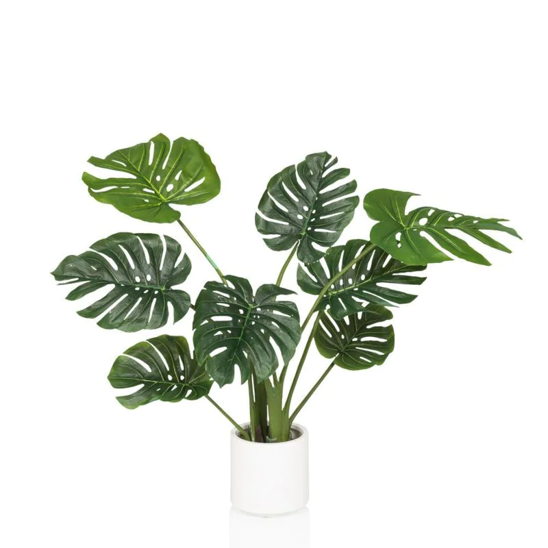philodendron colombianum Philodendron colombianum
